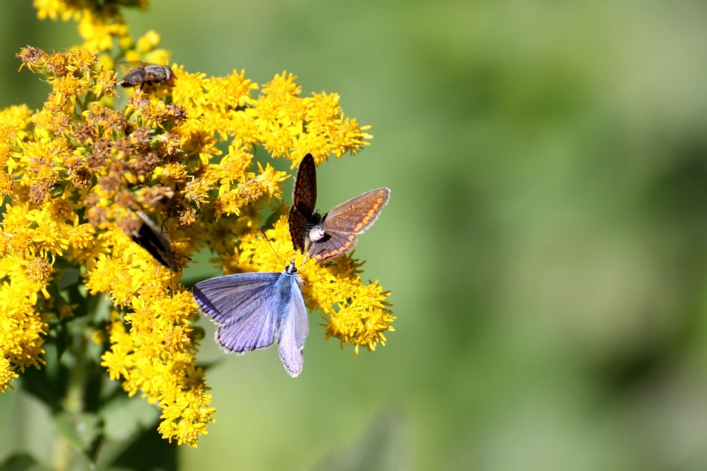 Polyommatus icarus? S